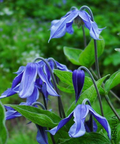 ��ţ�����Bluish Violet - ���ʺ����Ե���С��Ʒ��֮һ��.jpg