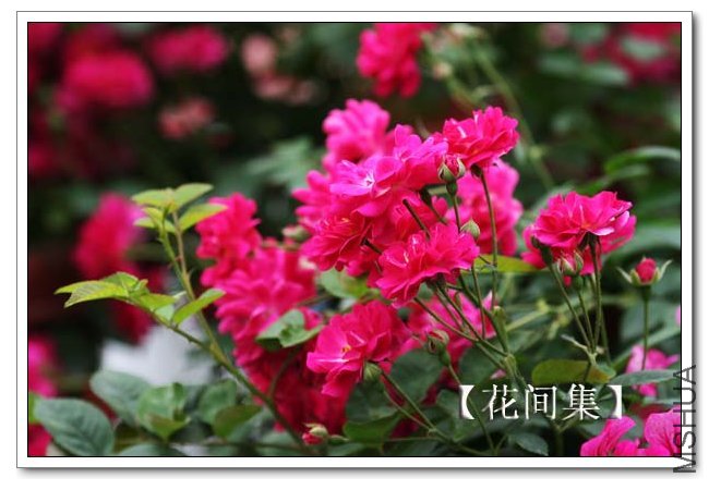 IMG_5178 ����.jpg