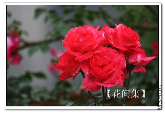 IMG_5179 ����.jpg