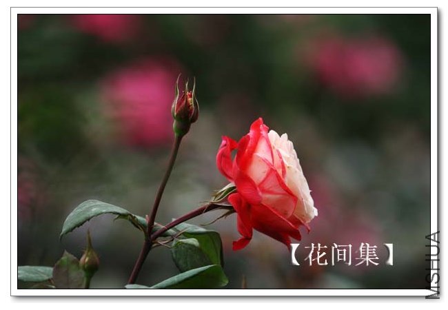 IMG_5184 ����.jpg