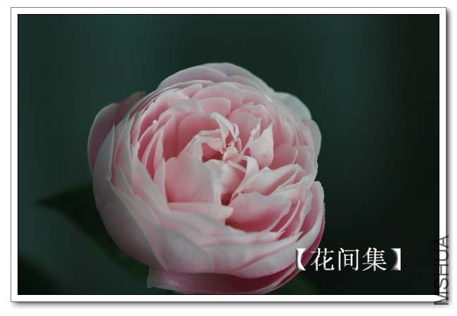 IMG_5195 ����.jpg