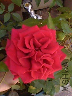 IMG0118A.jpg