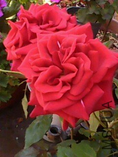 IMG0119A.jpg