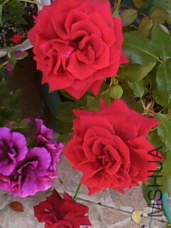IMG0121A.jpg