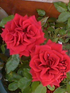 IMG0122A.jpg