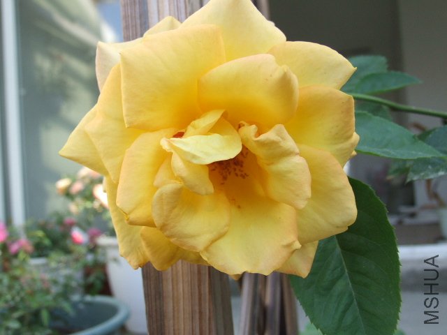 DSCF3847.JPG