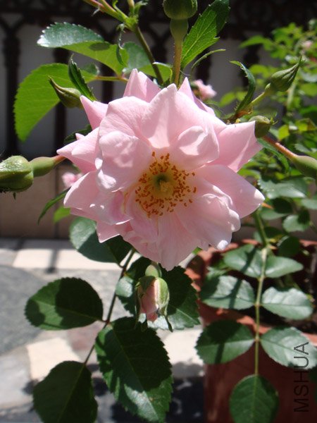 DSC02884.JPG