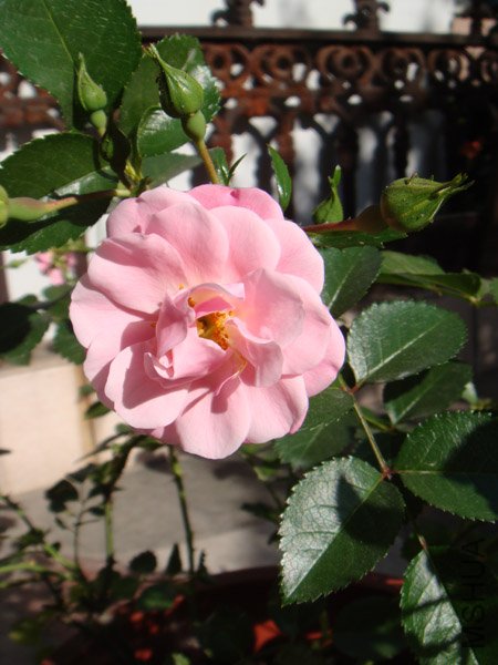 DSC02881.JPG