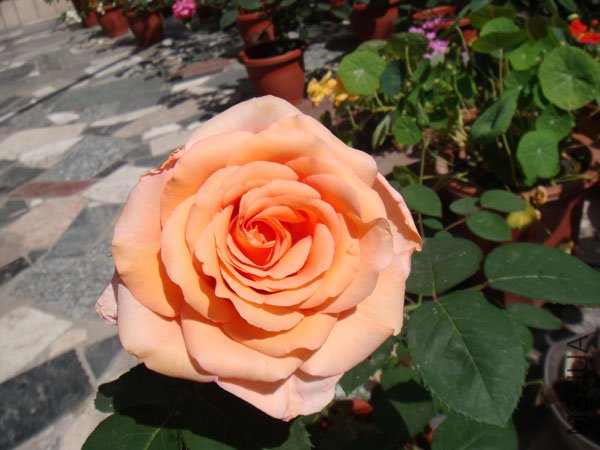 DSC02815.JPG