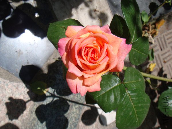DSC02887.JPG