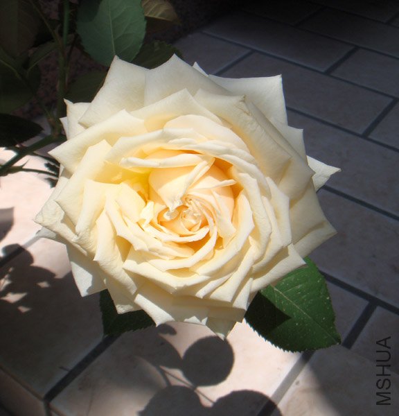 DSC02897.JPG