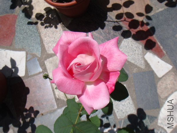 DSC02882.JPG