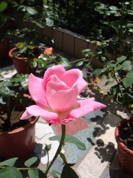 DSC02886.JPG