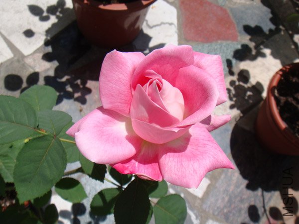 DSC02883.JPG