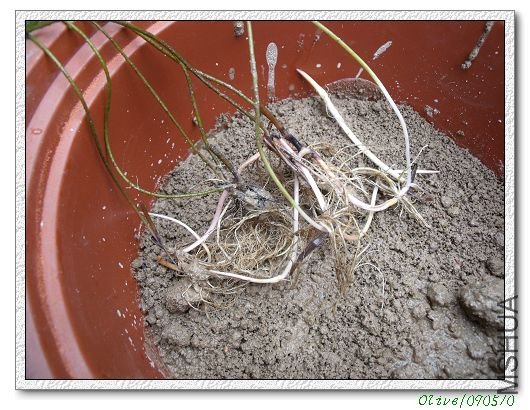 ���һС�ڵ�ź�ڱ�����һ��.....������ʱ���ֵģ�����