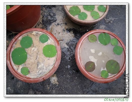 ��Ϊˮ�ﲻ�ǲ���������ô����ˮ֮��Ư��ˮ��������....ֻ�е��ݾ��ˣ������ˣ���Щ����Ӫ����