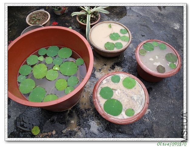 ���Ĵ��Žᣡ����7�ֵܽ��ðɣ������ô������ˮ�ݵ����裩