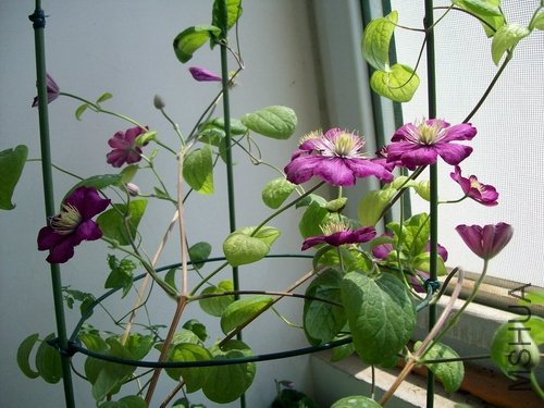 100_1270.jpg