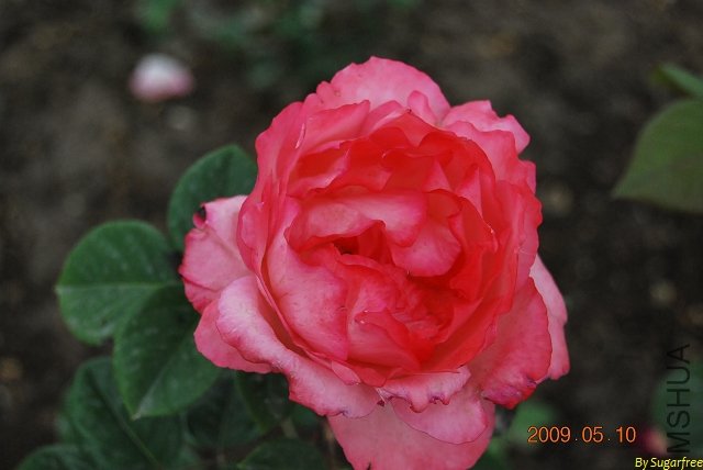 DSC_0188.jpg