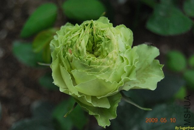 DSC_0272.jpg
