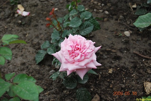 DSC_0288.jpg