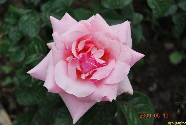 DSC_0253.jpg