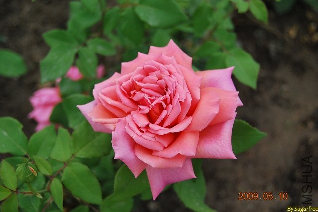 DSC_0216.jpg
