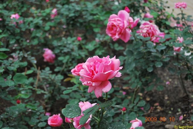 DSC_0195.jpg