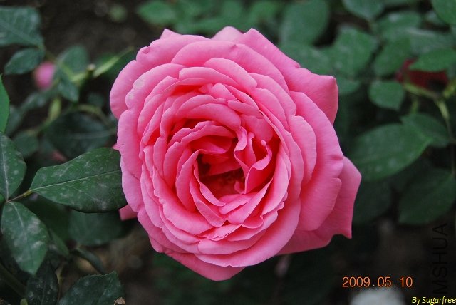 DSC_0193.jpg