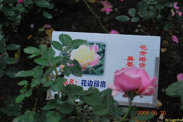 DSC_0194.jpg