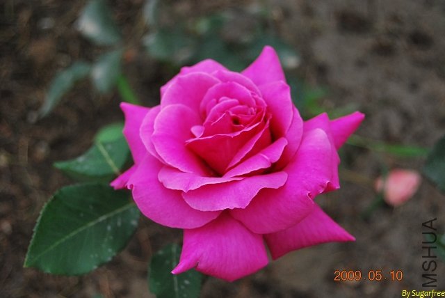 DSC_0222.jpg