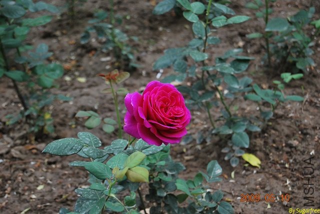 DSC_0197.jpg