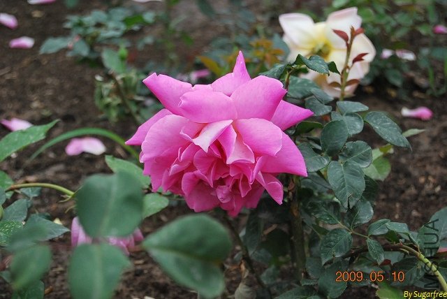 DSC_0209.jpg