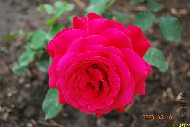 DSC_0218.jpg