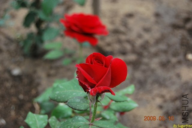 DSC_0220.jpg