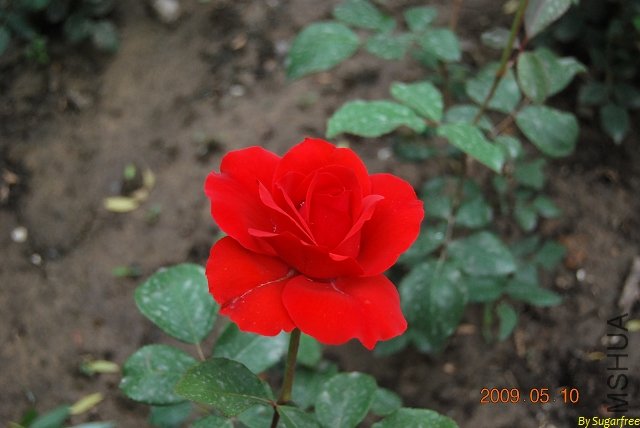 DSC_0227.jpg