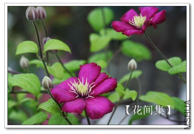 IMG_5296 ����.jpg