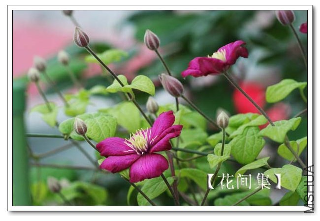 IMG_5291 ����.jpg