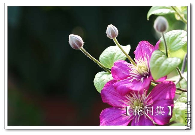 IMG_5371 ����.jpg