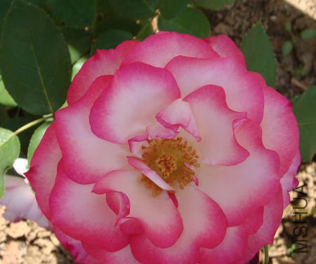 ϲ�����ָ�ɫ����֪������λ��ָ�̣���л��