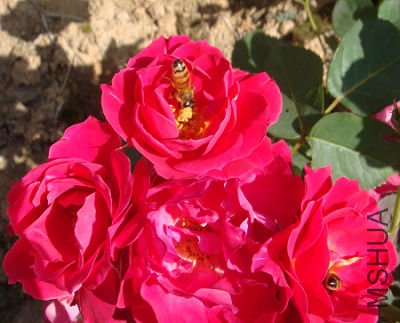 �����Թ������ҷ���ȴæ����С�۷��ǡ�