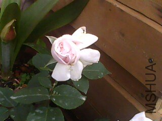 IMG0130A.jpg