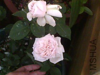 IMG0131A.jpg