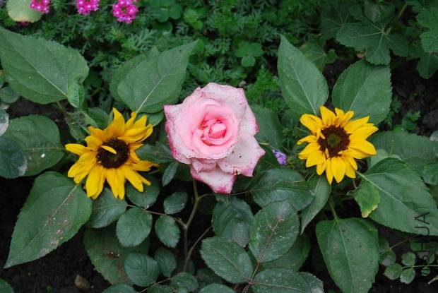 ��֪�����¼�