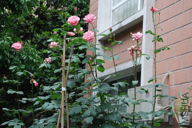 �������绨������ɯ��