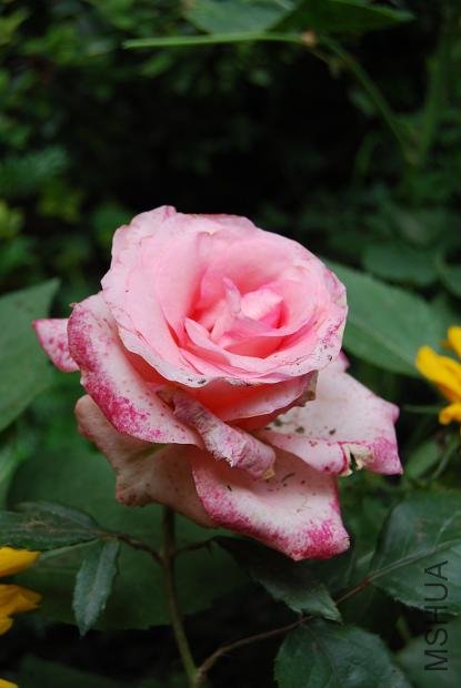 ��֪�����¼�