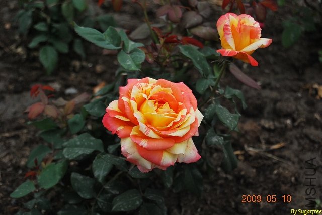 DSC_0293.jpg