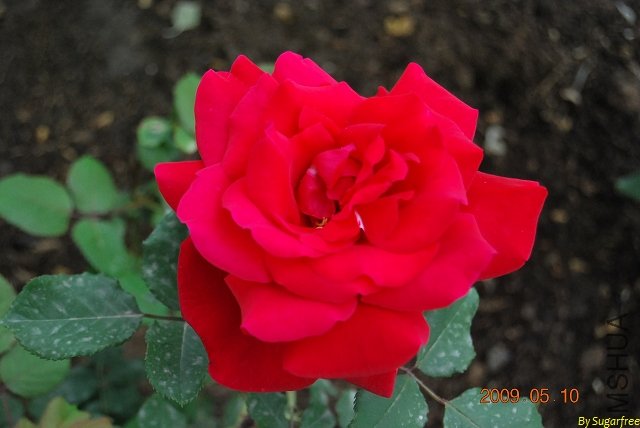 DSC_0257.jpg