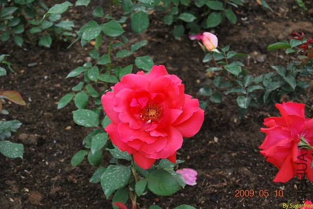 DSC_0255.jpg