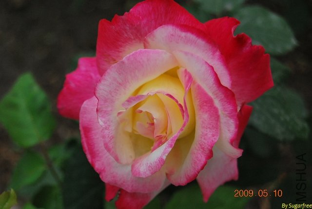 DSC_0278.jpg